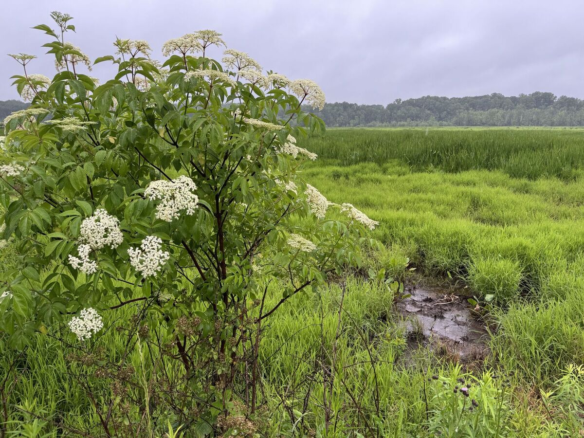 mentor-marsh-guided-nature-hike-wetland-wanderings
