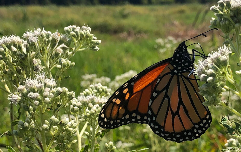 /explore/calendar/2026/08/30/mentor-marsh-guided-nature-hike-monarch-mania