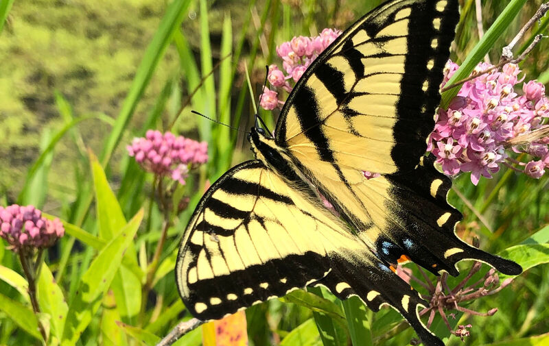 /explore/calendar/2026/08/16/mentor-marsh-guided-nature-hike-summer-wetlands