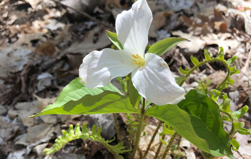 /explore/calendar/2026/05/10/mentor-marsh-guided-nature-hike-mothers-day-wildflower-walk