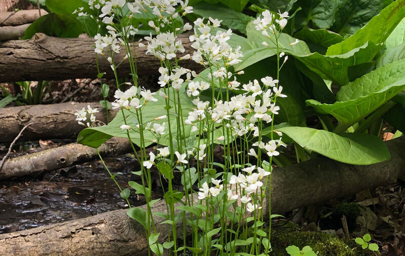 /explore/calendar/2026/05/31/mentor-marsh-guided-nature-hike-wetland-wonders