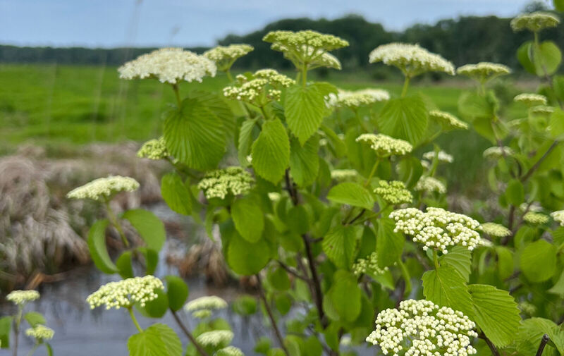 /explore/calendar/2026/05/24/mentor-marsh-guided-nature-hike-celebrate-wetlands-with-us