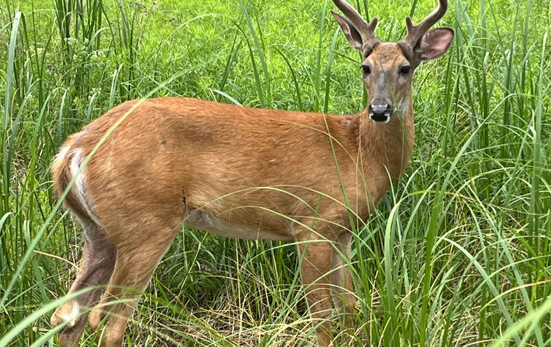 /explore/calendar/2026/07/12/mentor-marsh-guided-nature-hike-wildlife-detectives