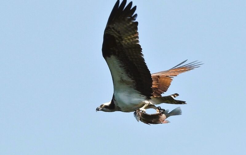 /explore/calendar/2026/06/07/mentor-marsh-guided-nature-hike-avian-adventures