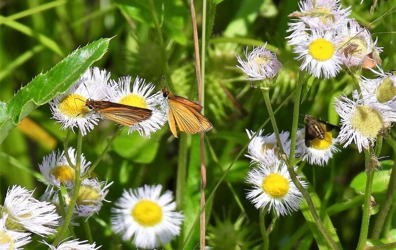 Mentor Marsh Guided Nature Hike: Bug Hunt!