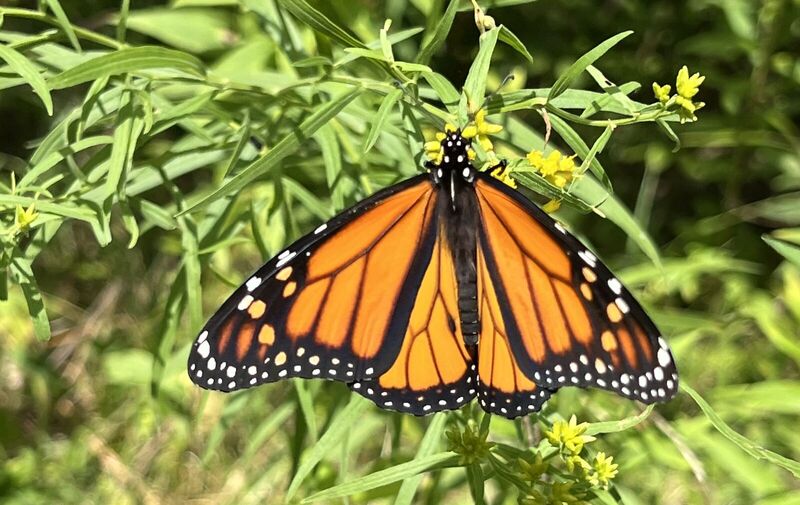 mentor-marsh-guided-nature-hike-butterfly-bug-hunt