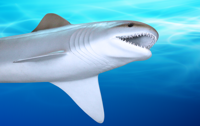 museum-family-day-shark-shenanigans