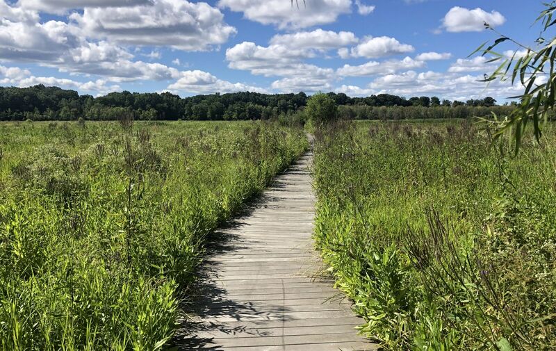 /explore/calendar/2026/08/09/mentor-marsh-guided-nature-hike-dog-days-of-summer
