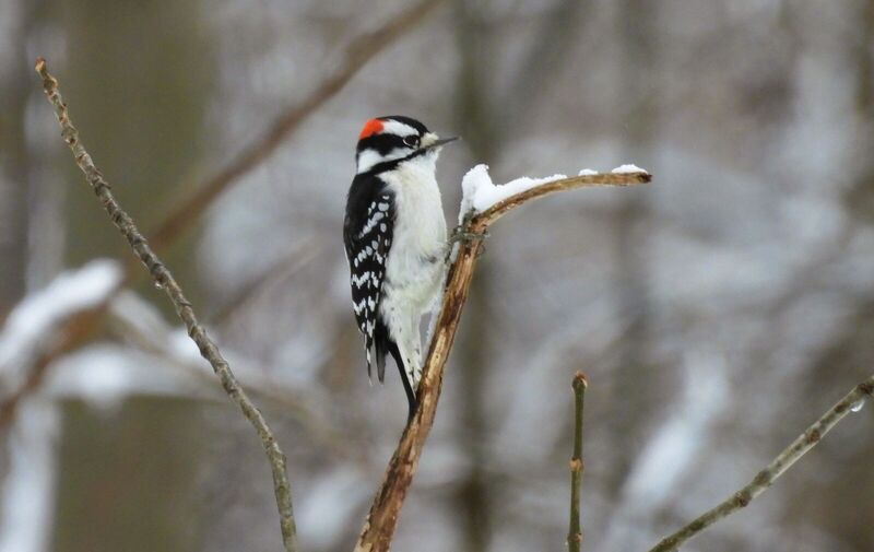 /explore/calendar/2026/02/08/special-second-sunday-program-winter-birding