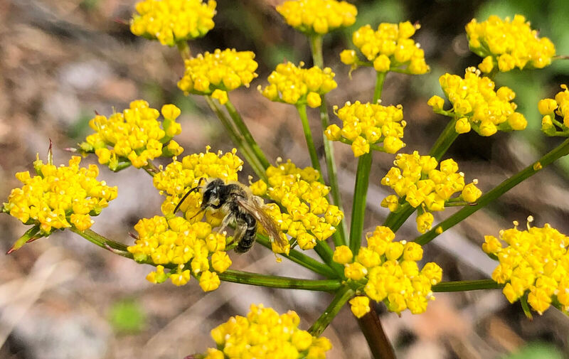 /explore/calendar/2026/05/17/mentor-marsh-guided-nature-hike-native-bees-and-spring-blooms