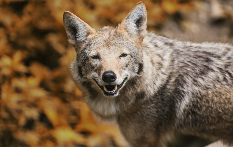 /explore/calendar/2025/10/25/owls-howls