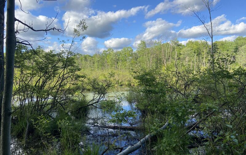 /explore/calendar/2026/04/25/city-nature-challenge-slog-at-a-bog-a-field-trip-to-north-bend-bog