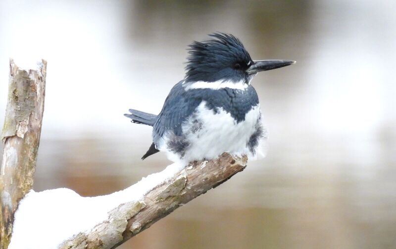 /explore/calendar/2026/02/01/mentor-marsh-guided-nature-hike-celebrate-world-wetlands-day