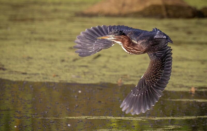 /explore/calendar/2025/09/21/headlands-birding-festival