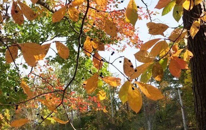 /explore/calendar/2025/11/02/mentor-marsh-guided-nature-hike-zimmerman-trail