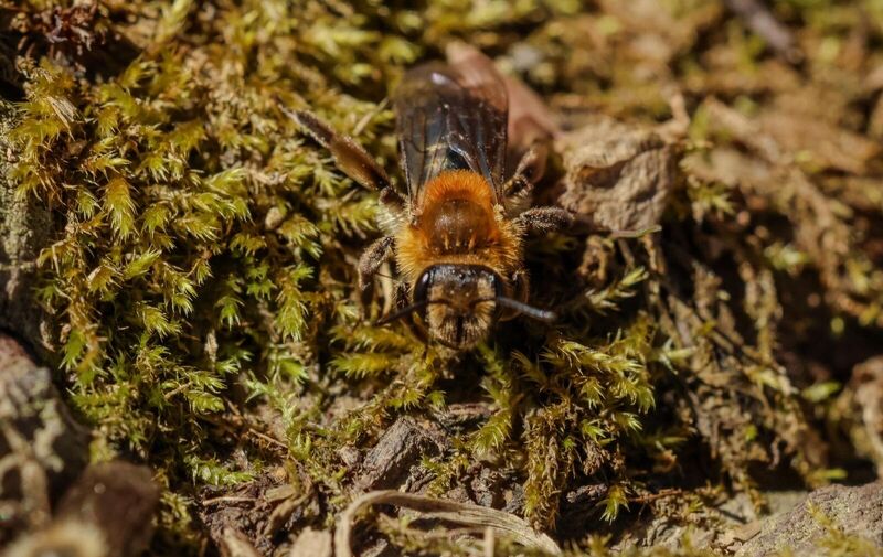 /explore/calendar/2026/04/12/mentor-marsh-guided-nature-hike-whats-the-buzz-on-native-bees