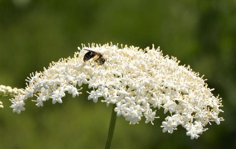 /explore/calendar/2026/06/21/mentor-marsh-guided-nature-hike-power-of-pollinators