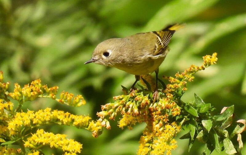 2026 Headlands Birding Festival