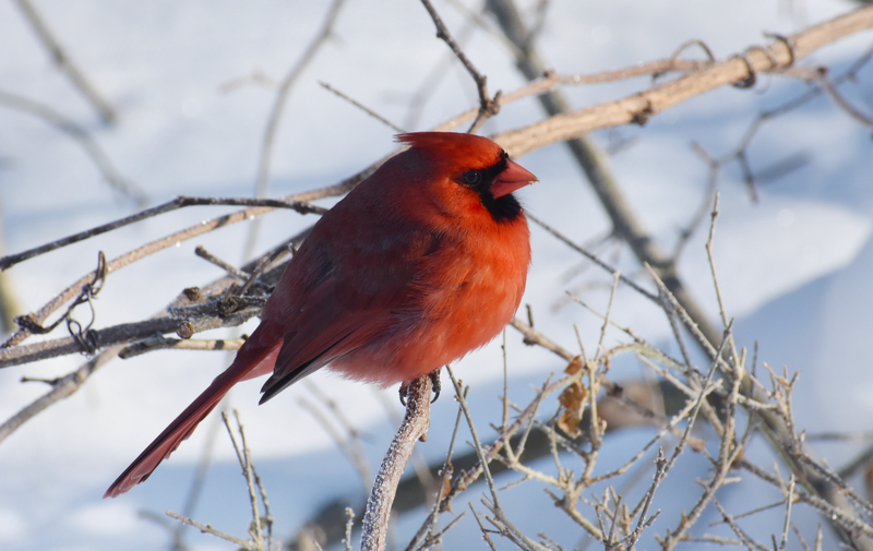 Special Second Sunday Program: Winter Birding