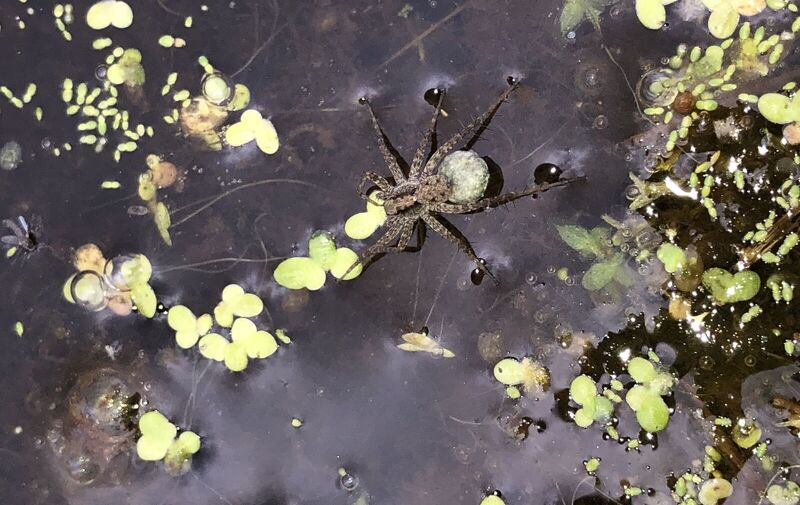 /explore/calendar/2025/09/14/mentor-marsh-guided-nature-hike-spiders-oh-my