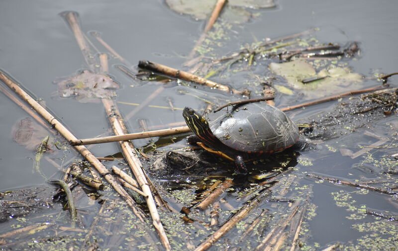 /explore/calendar/2026/04/11/mentor-marsh-second-saturday-science