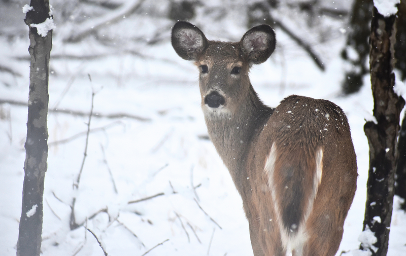 /explore/calendar/2025/12/13/mentor-marsh-second-saturday-science