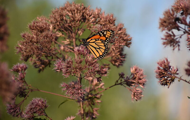 /explore/calendar/2026/09/12/mentor-marsh-second-saturday-science