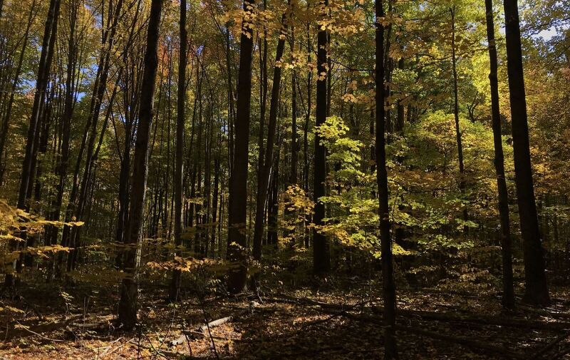 /explore/calendar/2025/11/01/natural-areas-field-trip-autumn-on-the-ashtabula