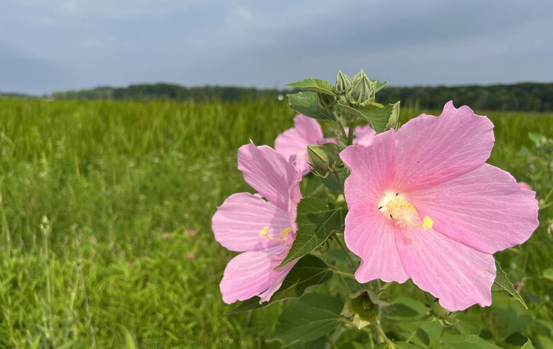 /explore/calendar/2026/07/26/mentor-marsh-guided-nature-hike-summers-stunning-wildflowers