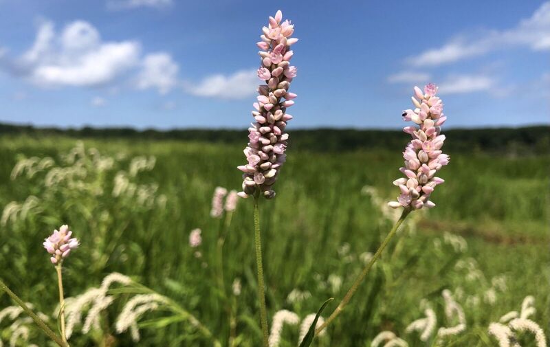 /explore/calendar/2026/08/23/mentor-marsh-guided-nature-hike-summers-spectacular-wildflowers