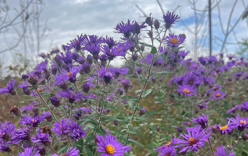 /explore/calendar/2025/09/28/mentor-marsh-guided-nature-hike-fall-wildflowers