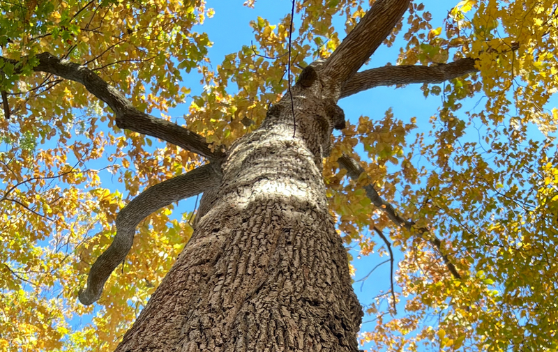 /explore/calendar/2025/10/05/mentor-marsh-guided-nature-hike-big-trees-at-the-marsh
