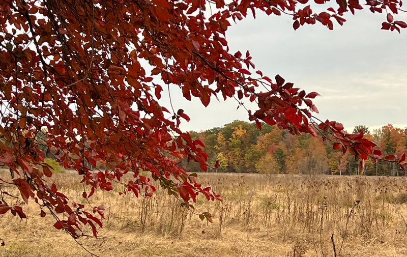 /explore/calendar/2025/10/26/mentor-marsh-guided-nature-hike-fall-foliage