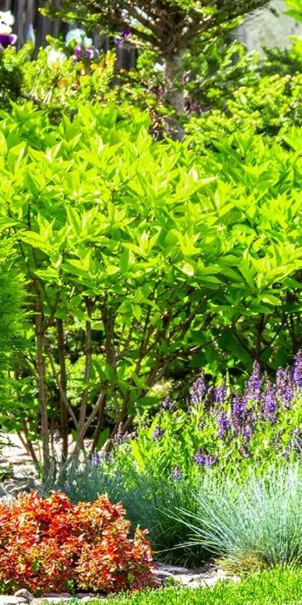 How to Help Wildlife in Your Own Backyard