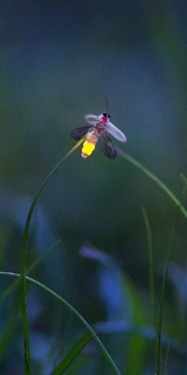 Why Do Fireflies Glow?