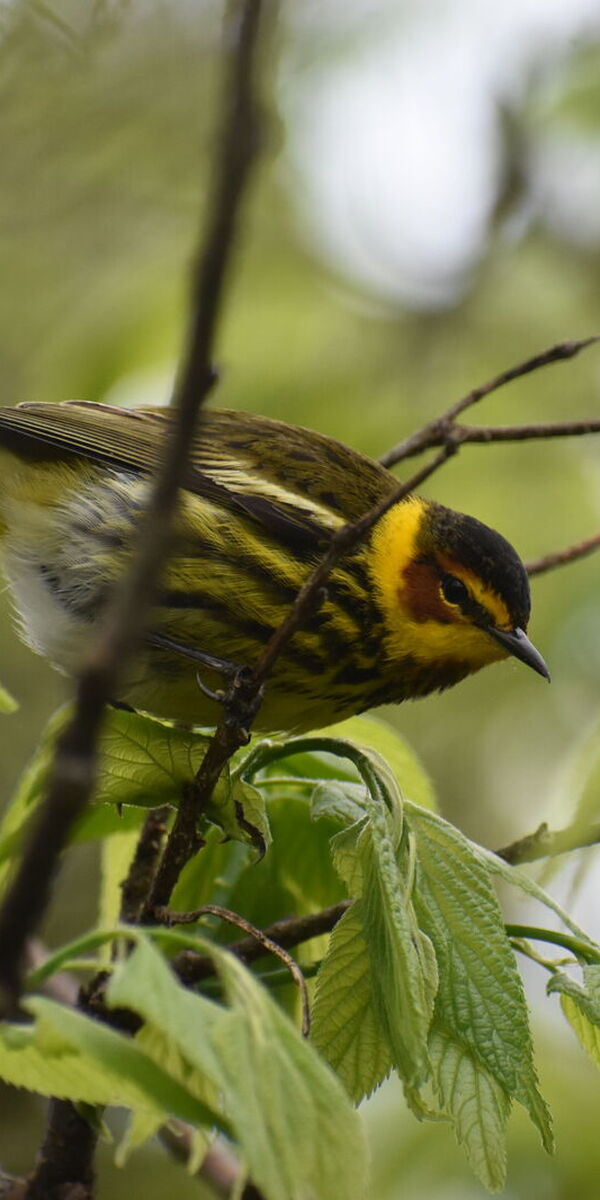 Why Millions of Birds are Migrating Through Ohio Right Now 