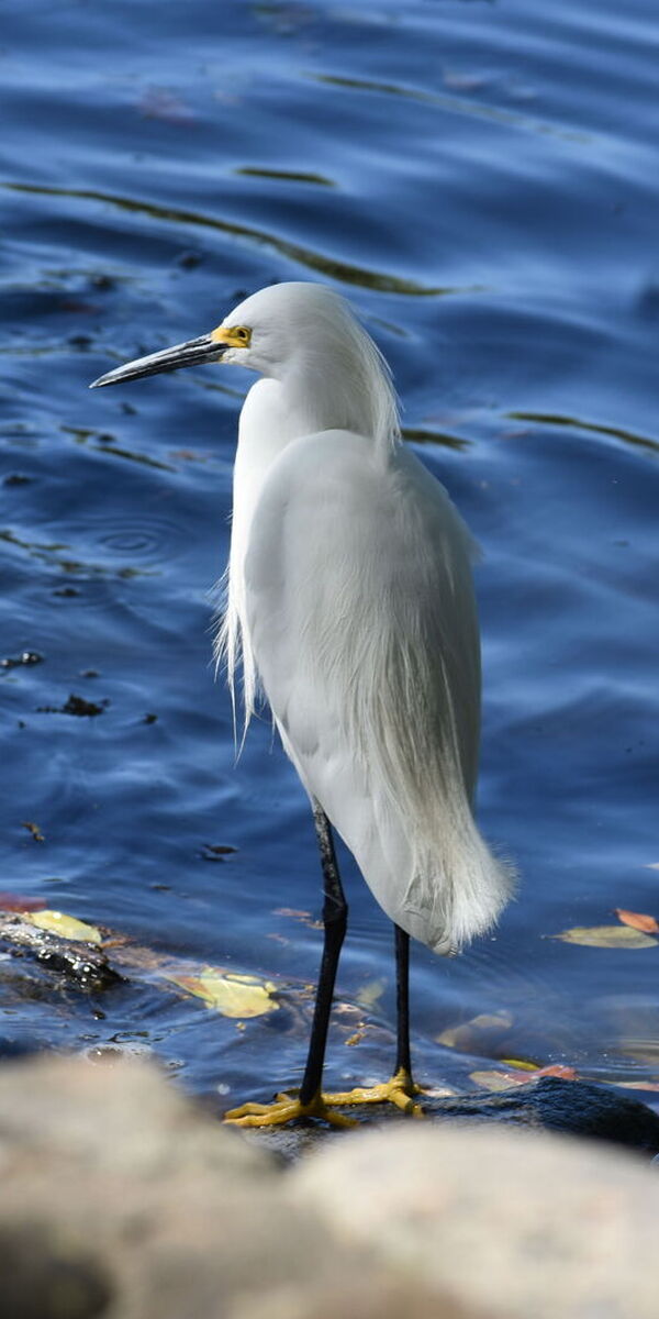 For the Birds: How the Migratory Bird Treaty Act Protected Thousands of Species