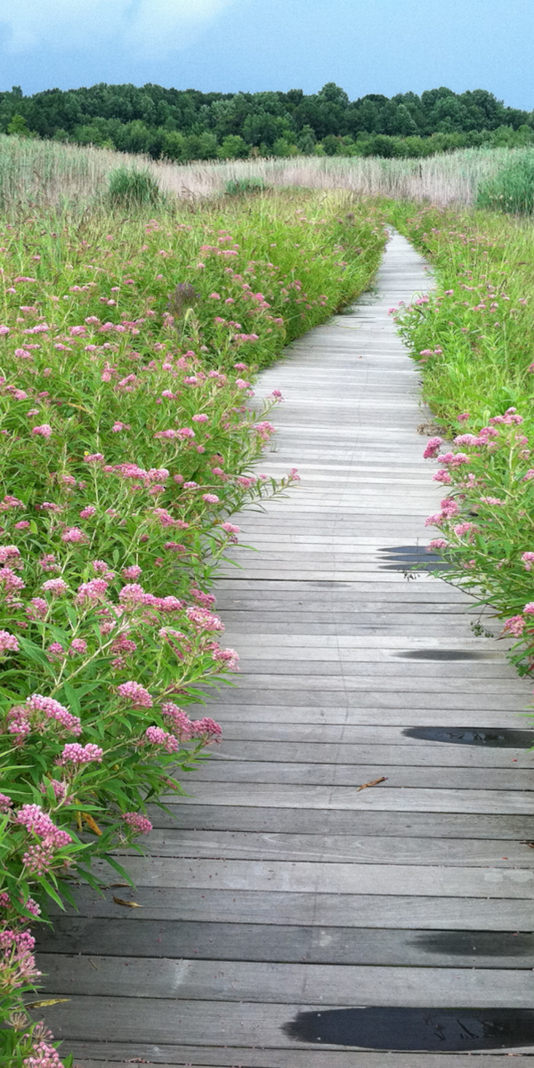 The Story of Mentor Marsh: How a Devastated Ecosystem Gained a Hopeful New Chapter