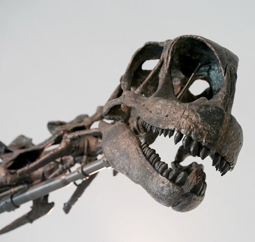get-hoppy-with-museums-iconic-sauropod