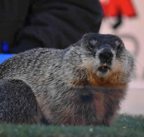 the-museums-buckeye-chuck-prepares-for-his-47th-annual-groundhogs-day-forecast