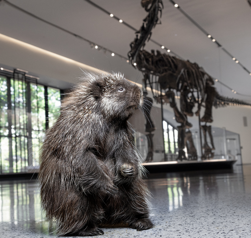 new-photography-collaboration-showcases-wildlife-conservation-at-the-museum