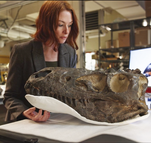 new-analysis-of-nanotyrannus-holotype-at-museum-leads-to-breakthrough-in-decades-old-dinosaur-debate