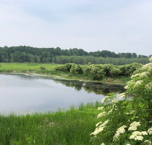 lake-erie-community-grant-to-advance-the-museums-mentor-marsh-restoration