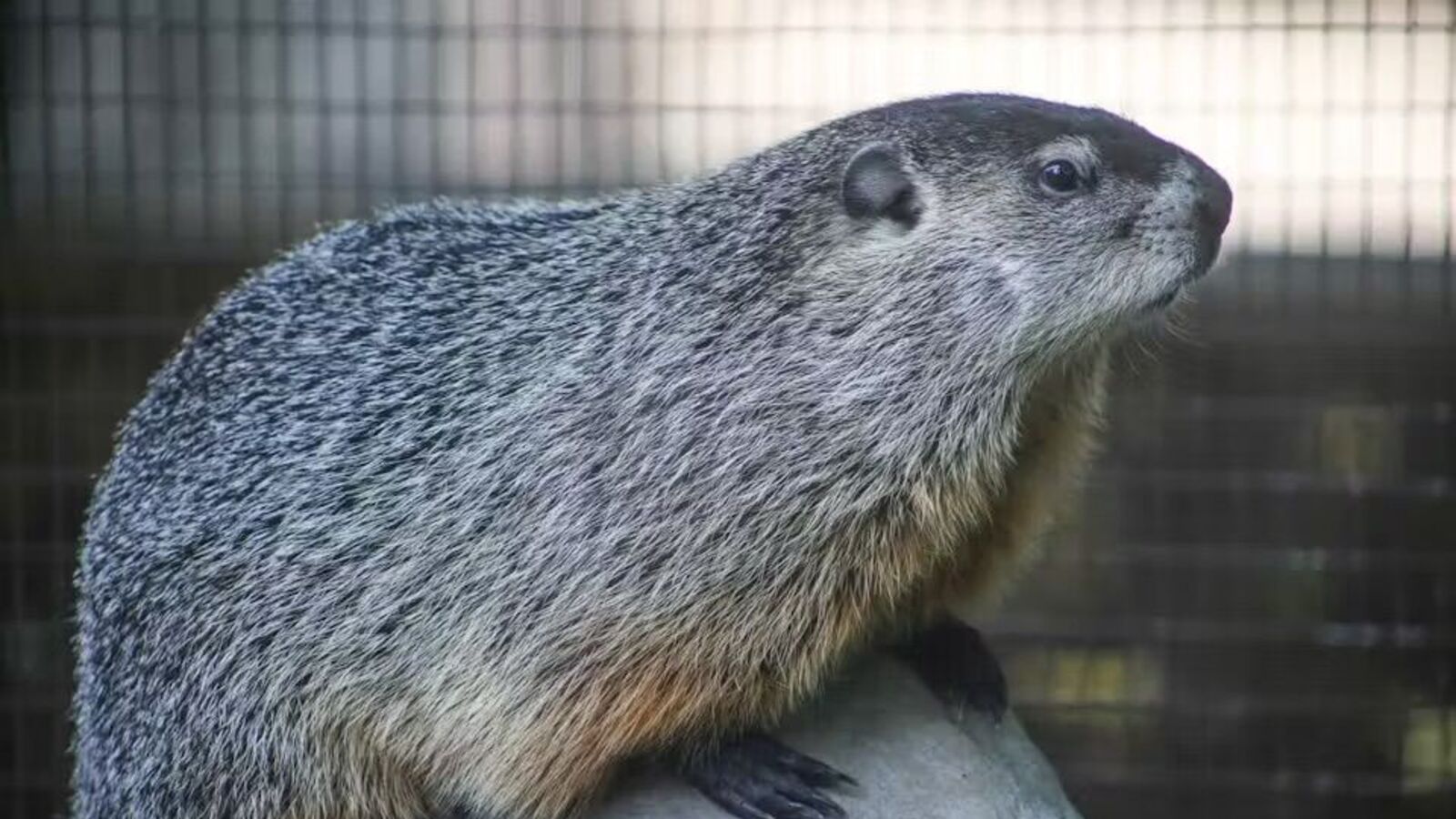 世界初動物発見史 Herbert Wendt Yahoo!オークション - 【超希少】【美品】古本 世界動物発見史 物語・