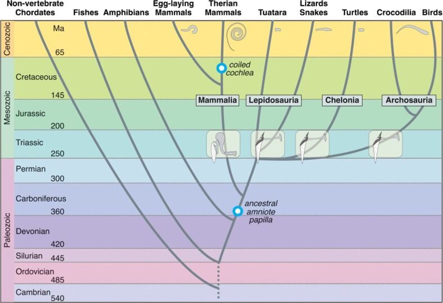 Comparative Auditory Neuroscience: Understanding the Evolution and Function of Ears