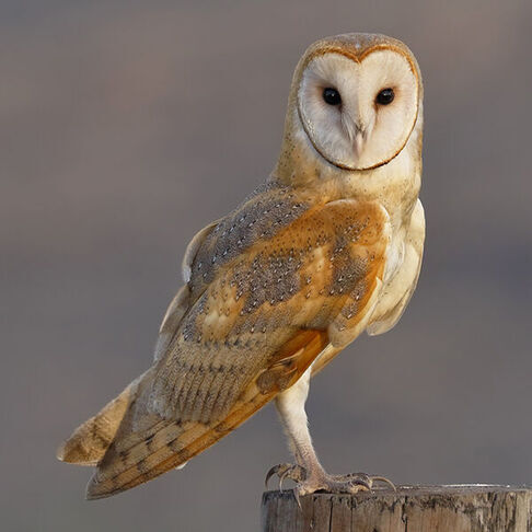 American barn owl © Sharif Uddin