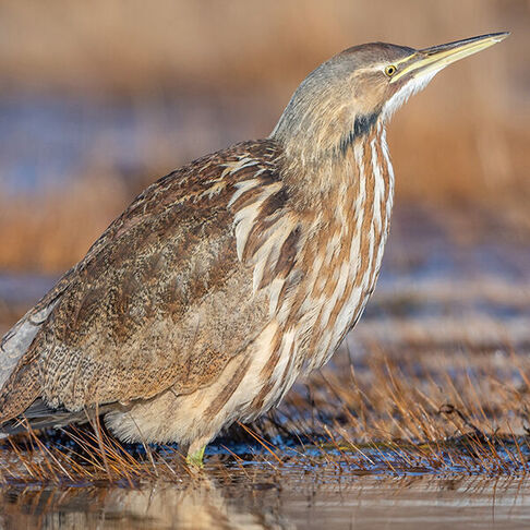 American bittern © Jason Dain
