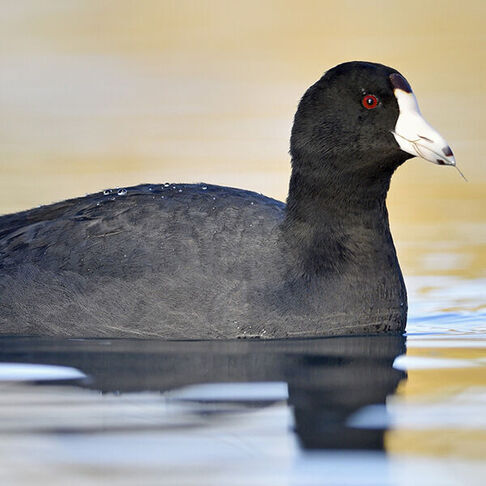 American coot © Daniel Irons