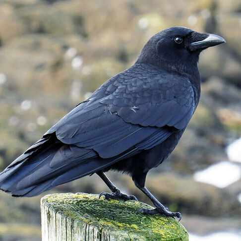 American crow © Henry Burton