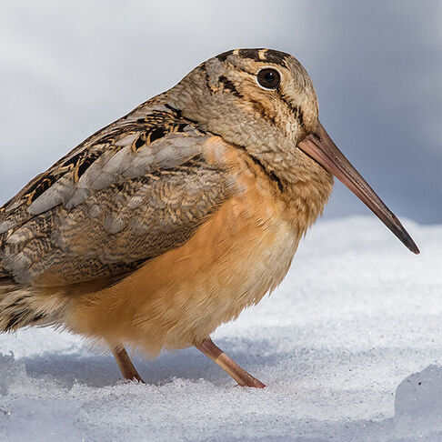 American woodcock © Louis Brodeur